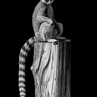Buy canvas prints of Lemur Sitting on a Tree Stump by Carol Herbert