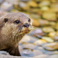 Buy canvas prints of Otter by Water by Carol Herbert