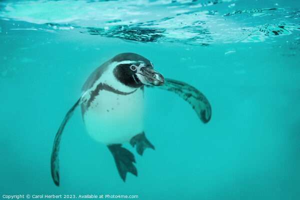 Humboldt Penguin Swimming Underwater Picture Board by Carol Herbert
