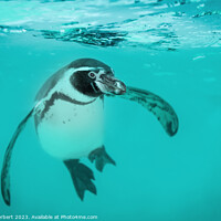 Buy canvas prints of Humboldt Penguin Swimming Underwater by Carol Herbert