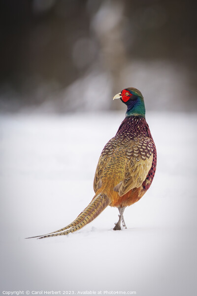 Pheasant in Snow Picture Board by Carol Herbert
