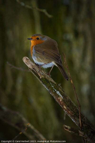A Robin on a Branch Picture Board by Carol Herbert