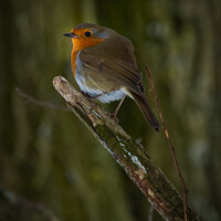 Buy canvas prints of A Robin on a Branch by Carol Herbert