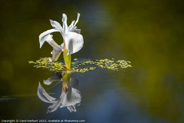 White Water Iris Picture Board by Carol Herbert