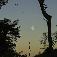 Buy canvas prints of Moonrise by Carol Herbert