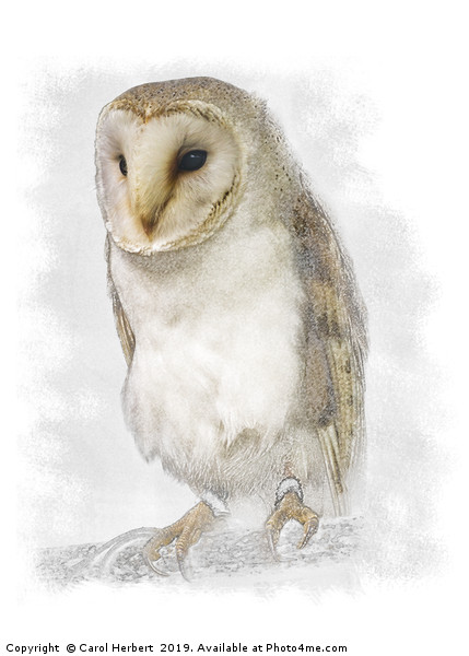 Barn Owl Picture Board by Carol Herbert