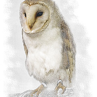 Buy canvas prints of Barn Owl by Carol Herbert