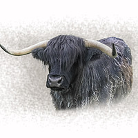 Buy canvas prints of Highland Cow by Carol Herbert