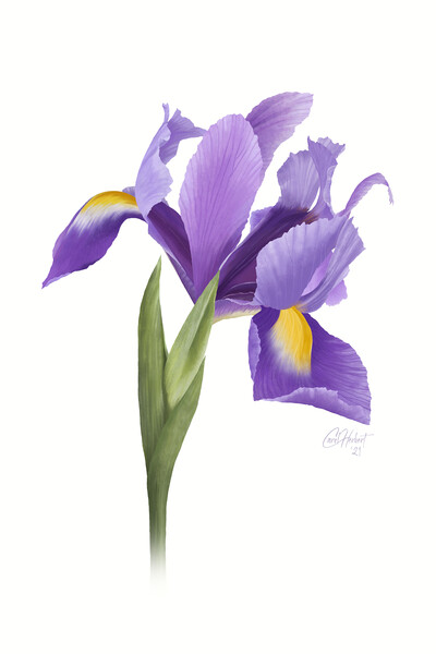 Iris Flower Original Artwork Picture Board by Carol Herbert