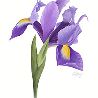 Buy canvas prints of Iris Flower Original Artwork by Carol Herbert