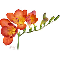 Buy canvas prints of Freesia Flower Original Artwork by Carol Herbert