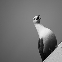 Buy canvas prints of TheSeagull by Hugo Soares