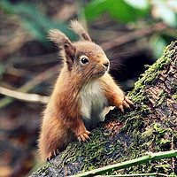 Buy canvas prints of Red Squirrel in a Woodland (Scotland) by Claire Cameron