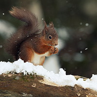 Buy canvas prints of Red Squirrel in the Snow (Aberdeenshire, Scotland) by Claire Cameron