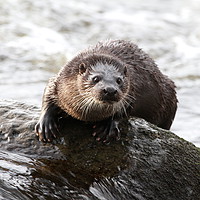 Buy canvas prints of Otter in the river (Aberdeen, Scotland) by Claire Cameron