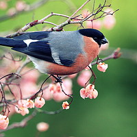 Buy canvas prints of Bullfinch with pink berries by Claire Cameron