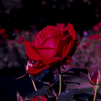 Buy canvas prints of Red Rose of Lancashire by Jonathan Sisson