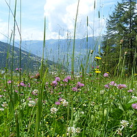 Buy canvas prints of Meadow in the Alps by Karen Spence