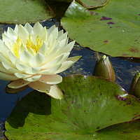 Buy canvas prints of Water Lily  by Karen Spence