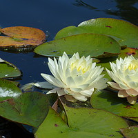 Buy canvas prints of Water Lilies by Karen Spence