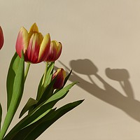Buy canvas prints of Tulip Shadows by Karen Spence