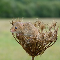 Buy canvas prints of Field mouse and seed head by Karen Spence