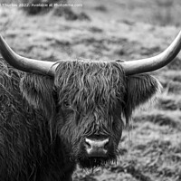 Buy canvas prints of Highland cattle by David Thurlow