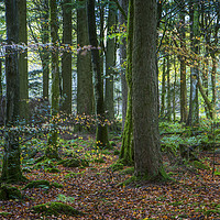 Buy canvas prints of Welsh Beech Wood by David Thurlow