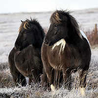 Buy canvas prints of Icelandic Ponies by David Thurlow