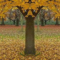 Buy canvas prints of Double Autumn by David Thurlow