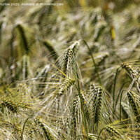 Buy canvas prints of Field of wheat by David Thurlow