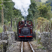 Buy canvas prints of Ffestiniog Railway locomotive Palmerston approaching by David Thurlow