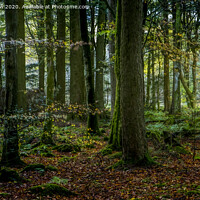 Buy canvas prints of Beddgelert Forest by David Thurlow