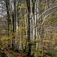 Buy canvas prints of Riverside Trees by David Thurlow
