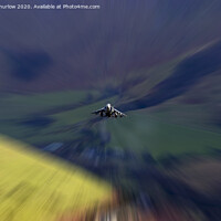 Buy canvas prints of High Speed Harrier by David Thurlow