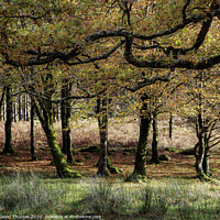 Buy canvas prints of Autumn Wood by David Thurlow