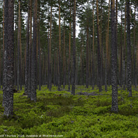 Buy canvas prints of Lush Norwegian Pine Forest by David Thurlow