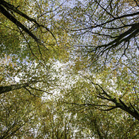 Buy canvas prints of Beech Canopy by David Thurlow