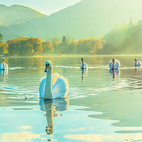 Buy canvas prints of Swan Lake by Gary chadbond