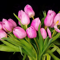 Buy canvas prints of Tulips by Gary chadbond