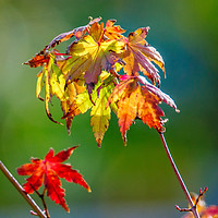 Buy canvas prints of Autumn Maple Leaves by Gary chadbond