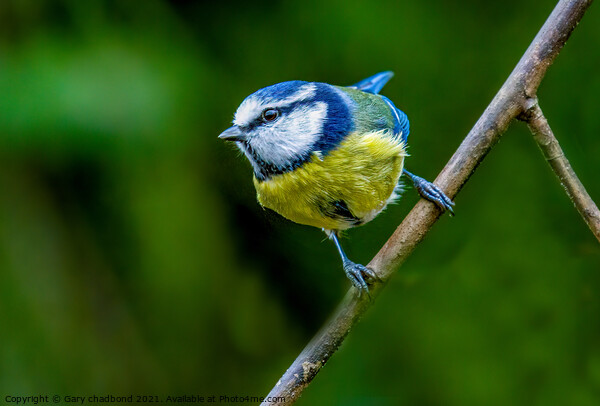 Blue Tit Picture Board by Gary chadbond