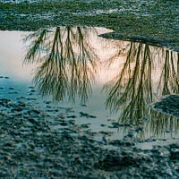 Buy canvas prints of Reflection by Gary chadbond