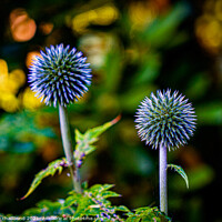 Buy canvas prints of Thistle by Gary chadbond