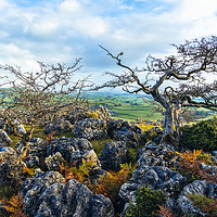 Buy canvas prints of Hawthorn trees and limestone pavement by Jon Sparks