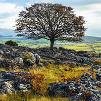 Buy canvas prints of Ash tree and limestone pavement by Jon Sparks