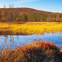 Buy canvas prints of Autumn colours near Saariselkä by Jon Sparks