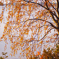 Buy canvas prints of Autumn colours, Lake Pielinen by Jon Sparks