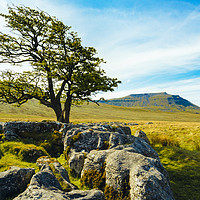 Buy canvas prints of Hawthorn and Ingleborough by Jon Sparks