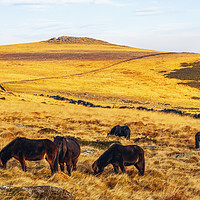 Buy canvas prints of Dartmoor ponies and Higher White Tor by Jon Sparks